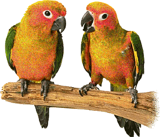 perroquets couple 
